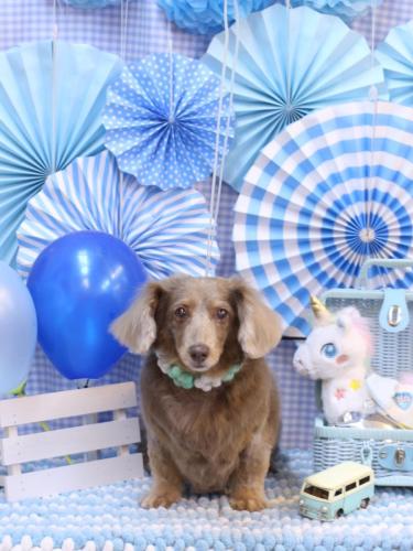 20231122桃ちゃん